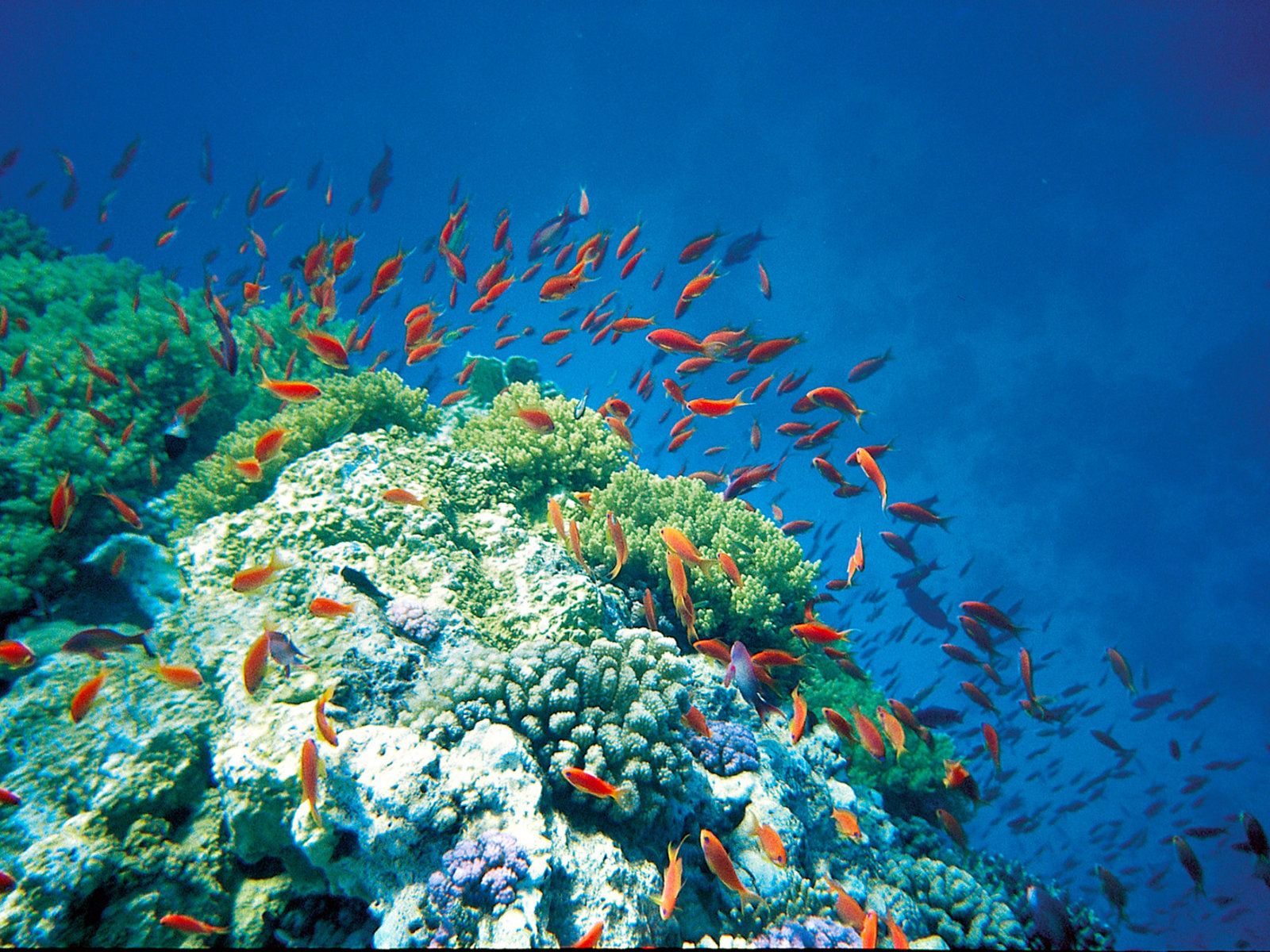 Robinson Soma Bay 8